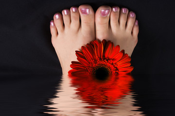 woman foot with red gerbera