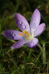 Fototapeta premium rosée du matin sur fleur de crocus