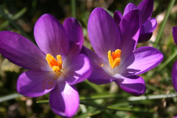 Fototapeta premium leuchtende krokusse im sonnenschein