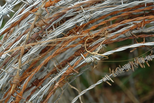 barb wire