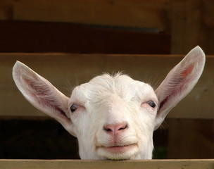 smiling goat
