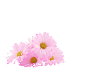daisy background © GVictoria