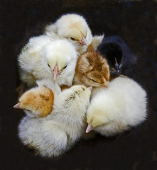 multicolored chick i