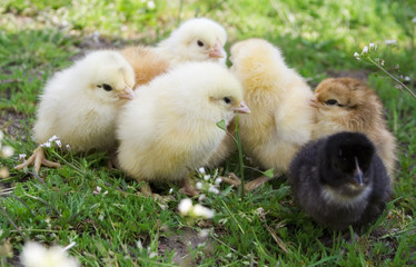 multicolored chicks on the grass