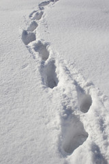winter, traces on a snow