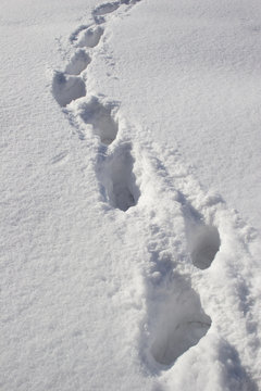 Winter, Traces On A Snow