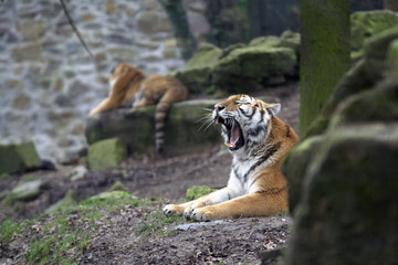 Fototapeta na wymiar ziewanie tygrys