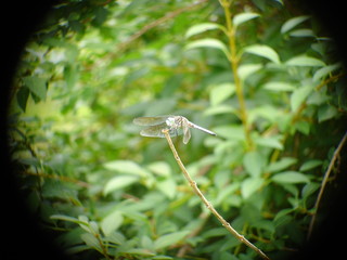 dragon fly