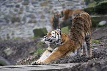 Papier Peint photo autocollant Tigre tigre qui s& 39 étire