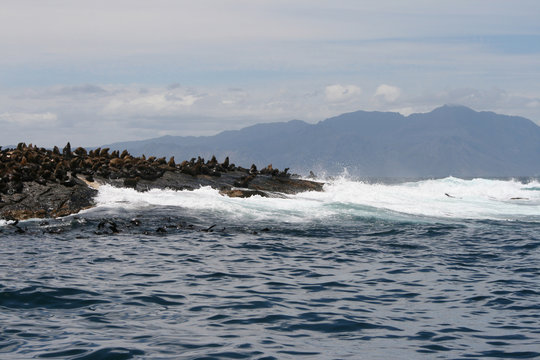 seal island