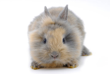 small rabbit