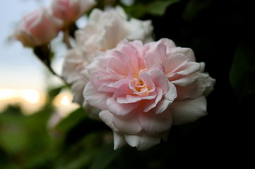 pink climbing rose