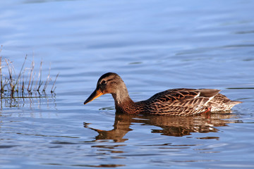 swimming duck.