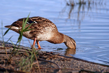drinking duck.