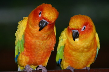 parots