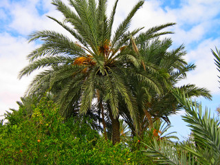 date-palm