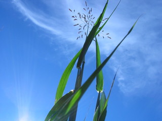 photo the green grass and  blue sky