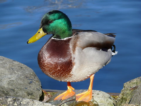 ente
