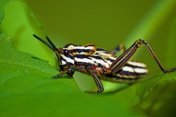 striped grasshopper