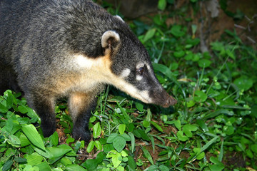 coatis du brésil