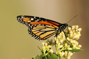 monarch butterfly