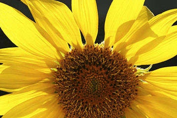 backlit sunflower