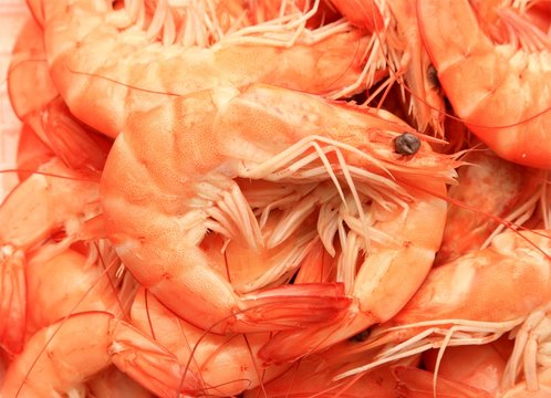 fresh shrimp - close-up