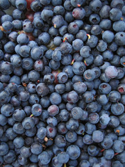 berries of a bilberry