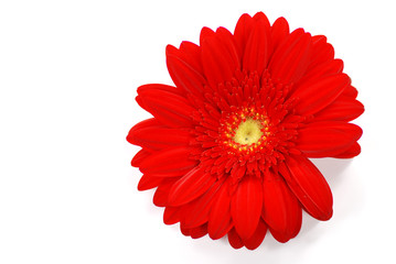 gerbera