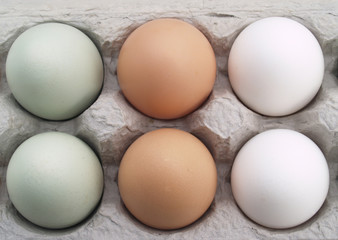 farm fresh eggs in carton