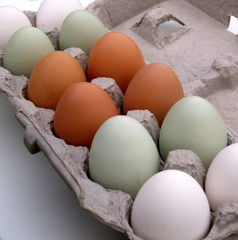 farm fresh eggs in carton