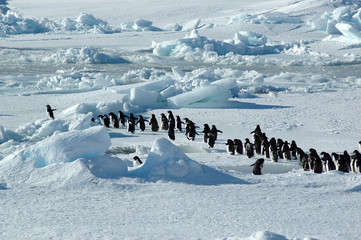 penguin group leader