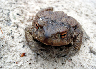 toad