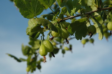 gooseberry