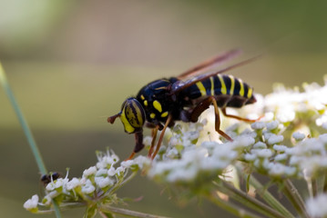 hoverfly