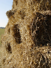 hay stack