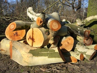 zersägter baum * sonnenlicht * jahreszeit * holz