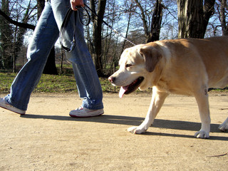hund geht an leine spazieren - leinenzwang