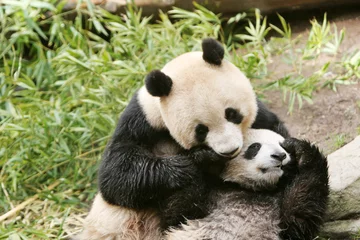 Tableaux ronds sur aluminium Panda ours panda et ourson
