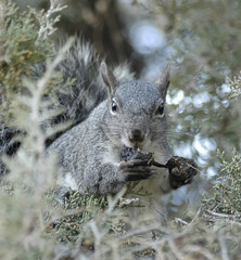 squirrel eating in a tree