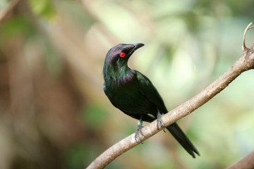 Obraz premium small bird on a tree branch