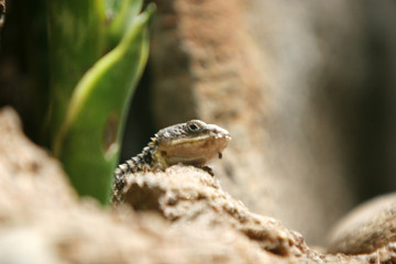 lizard