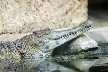 crocodile headshot