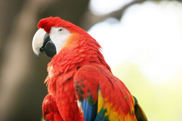 Naklejka premium macaw parrot