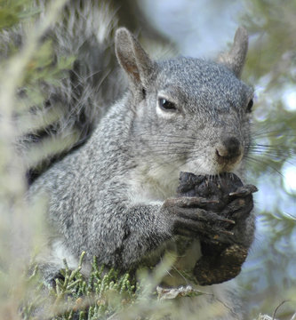 Squirrel Eating  A Pinecone