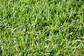 green grass background