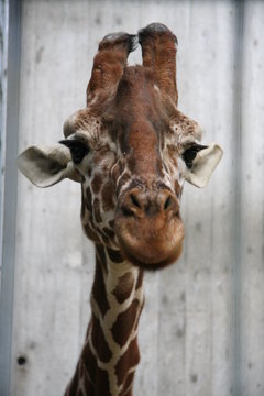 giraffenkopf