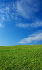 Obraz na płótnie Canvas wheat field over beautiful sky 5