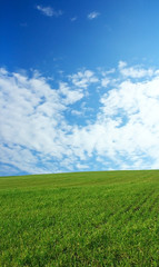 Obraz na płótnie Canvas wheat field over beautiful sky 6
