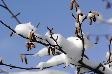 snow on tree